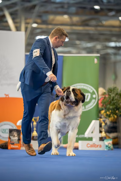 INTERCANIS Brno – FCI 2