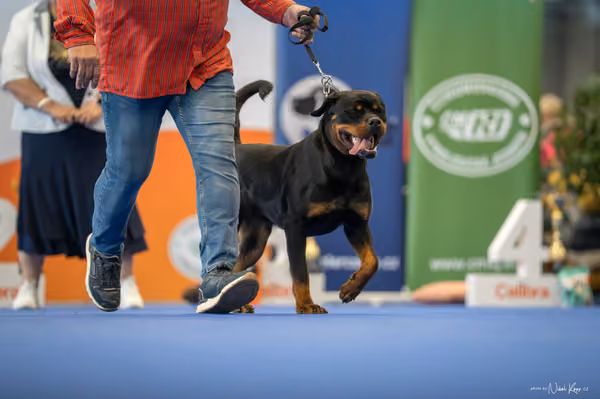 INTERCANIS Brno – FCI 2