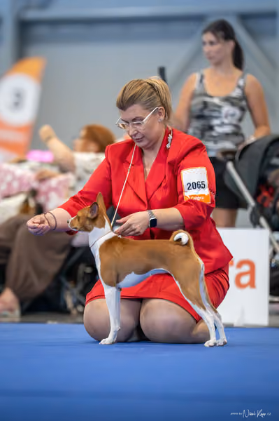 INTERCANIS Brno – FCI 5