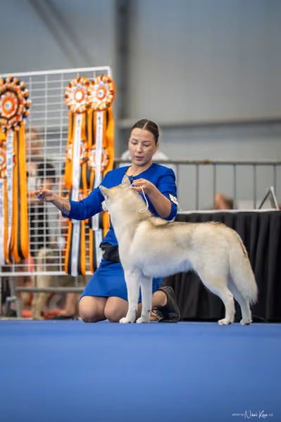 INTERCANIS Brno – FCI 5