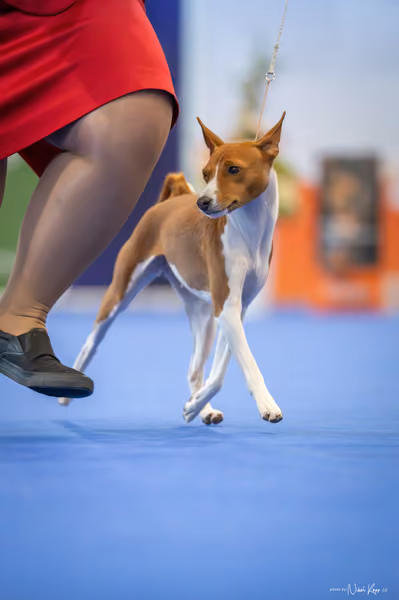 INTERCANIS Brno – FCI 5