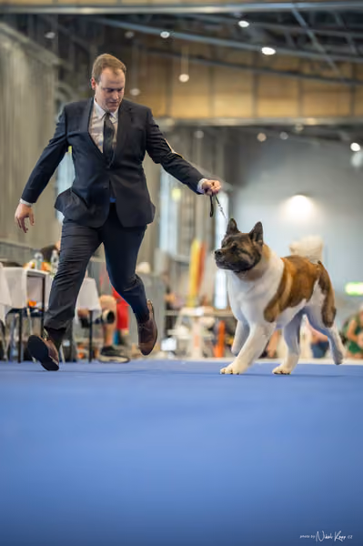 INTERCANIS Brno – FCI 5
