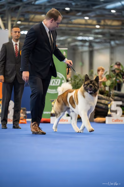 INTERCANIS Brno – FCI 5