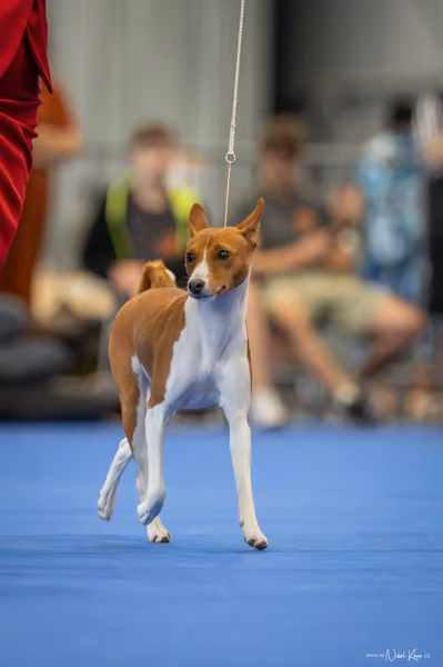 INTERCANIS Brno – FCI 5