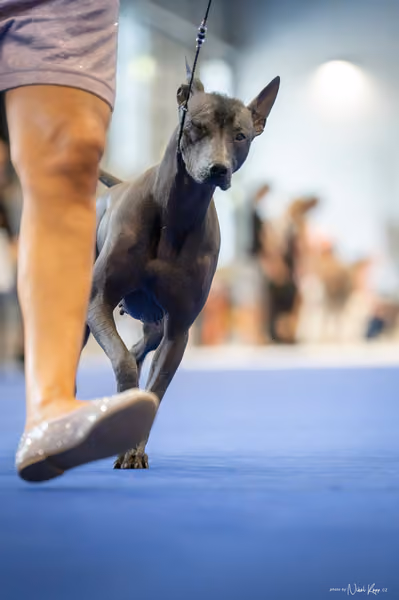 INTERCANIS Brno – FCI 5