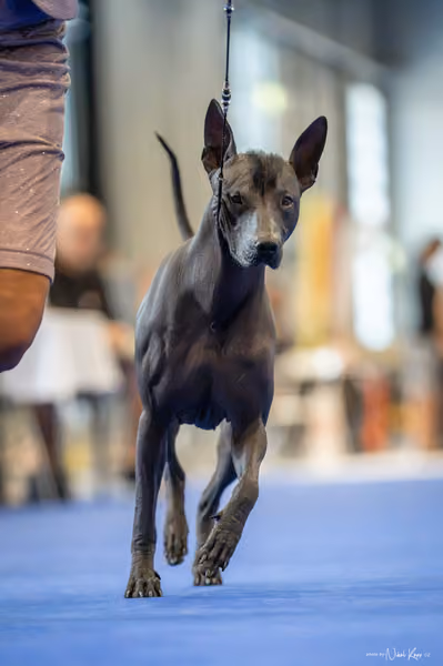 INTERCANIS Brno – FCI 5
