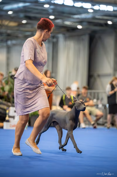 INTERCANIS Brno – FCI 5
