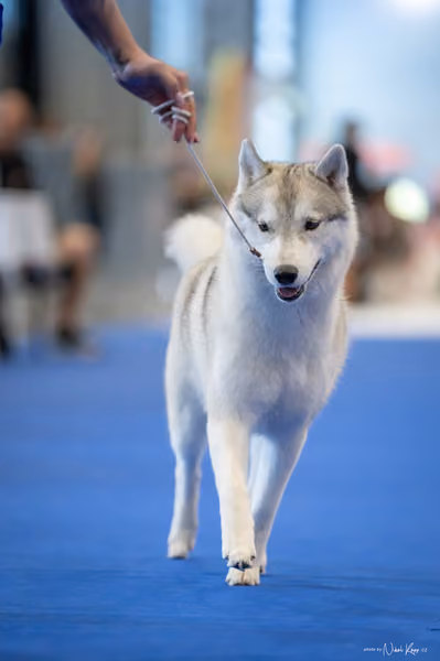 INTERCANIS Brno – FCI 5