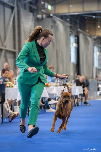 INTERCANIS Brno – FCI 5