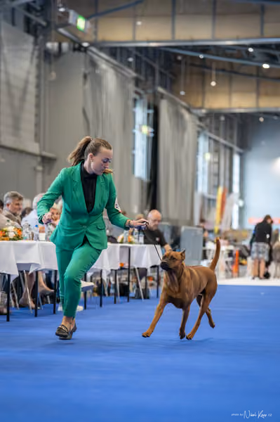 INTERCANIS Brno – FCI 5