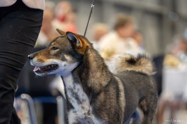INTERCANIS Brno – FCI 5