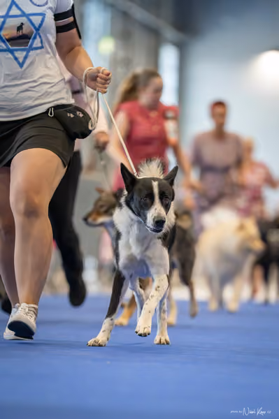 INTERCANIS Brno – FCI 5