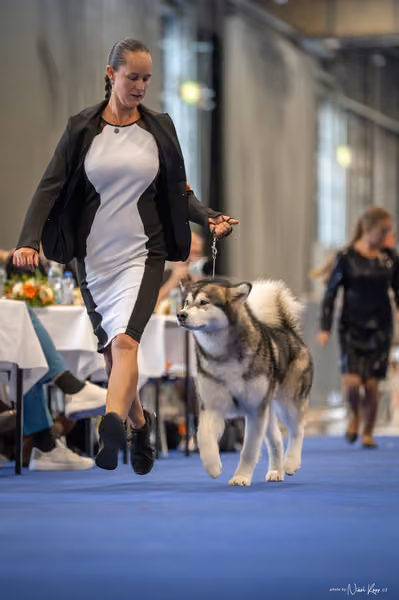 INTERCANIS Brno – FCI 5