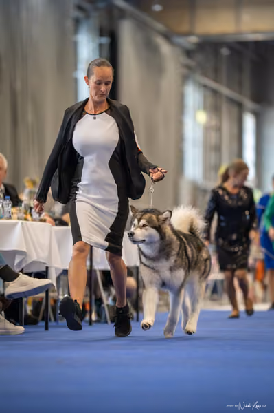 INTERCANIS Brno – FCI 5