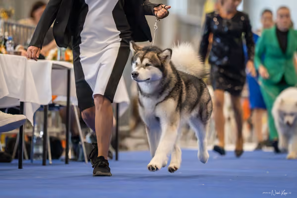 INTERCANIS Brno – FCI 5