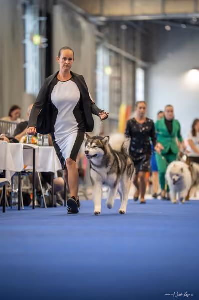 INTERCANIS Brno – FCI 5