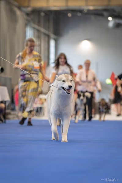 INTERCANIS Brno – FCI 5