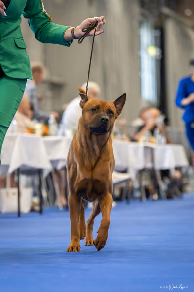 INTERCANIS Brno – FCI 5