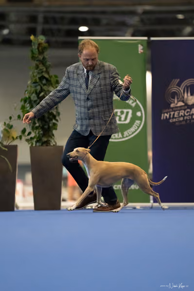 INTERCANIS Brno – FCI 10
