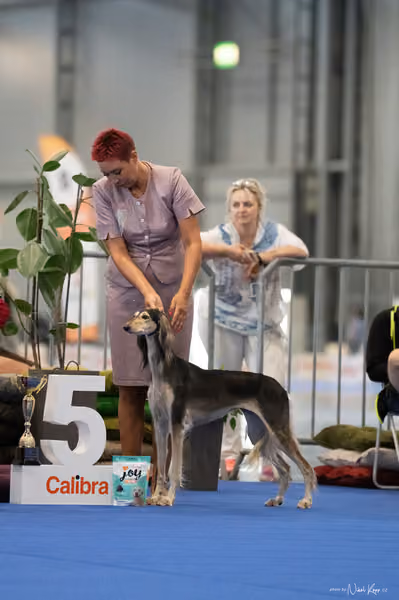 INTERCANIS Brno – FCI 10