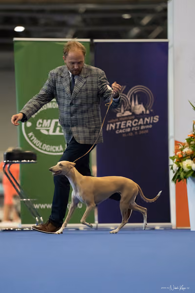 INTERCANIS Brno – FCI 10