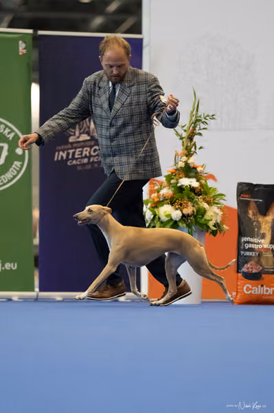 INTERCANIS Brno – FCI 10