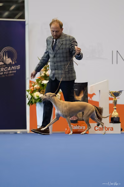 INTERCANIS Brno – FCI 10