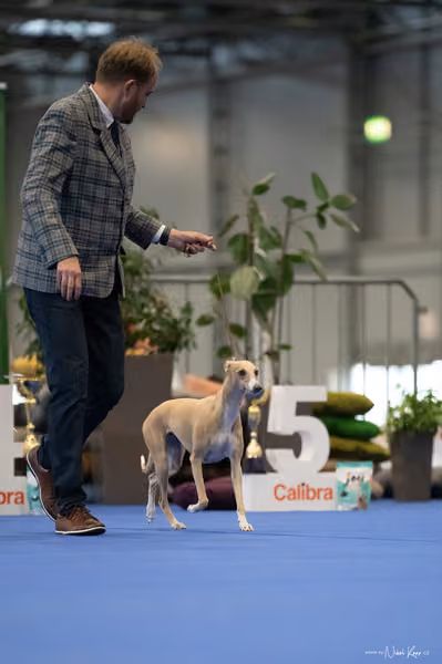 INTERCANIS Brno – FCI 10