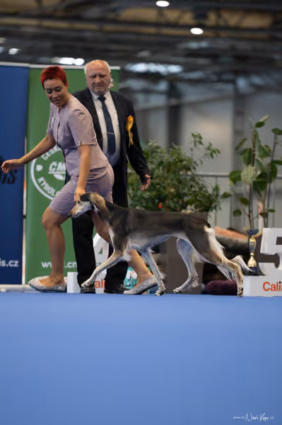 INTERCANIS Brno – FCI 10