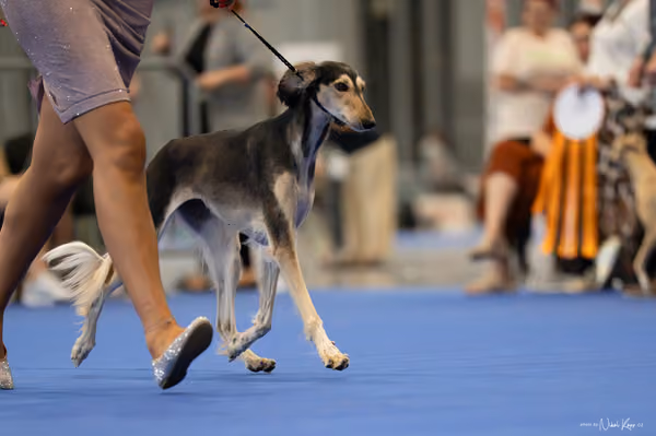 INTERCANIS Brno – FCI 10
