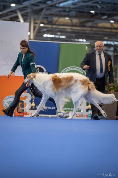 INTERCANIS Brno – FCI 10