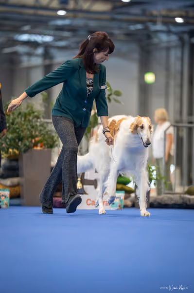 INTERCANIS Brno – FCI 10