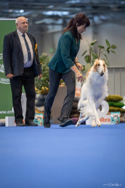 INTERCANIS Brno – FCI 10