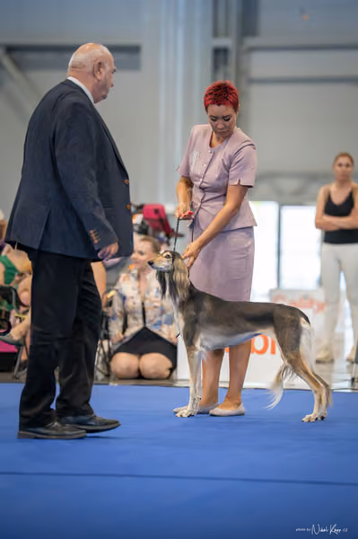 INTERCANIS Brno – FCI 10