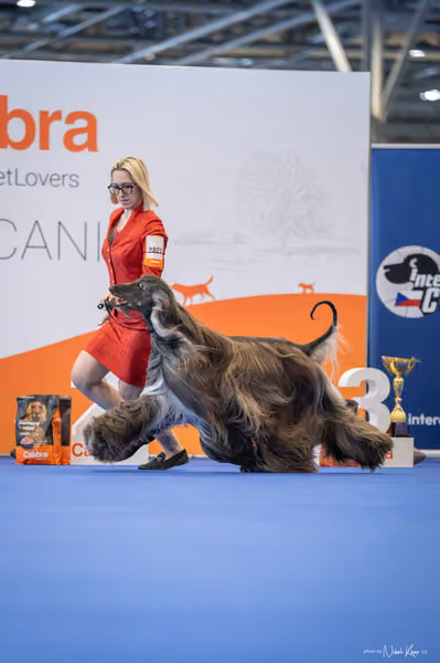 INTERCANIS Brno – FCI 10