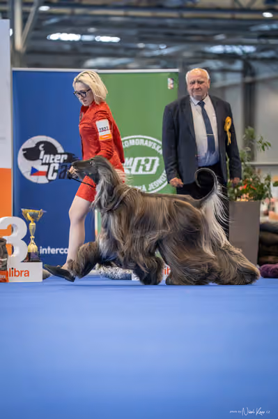 INTERCANIS Brno – FCI 10
