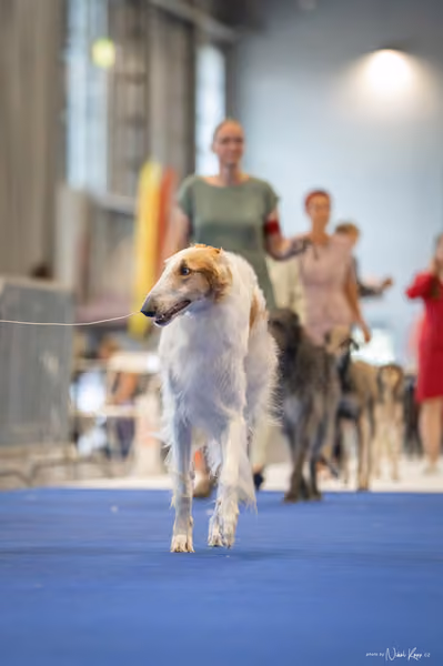 INTERCANIS Brno – FCI 10