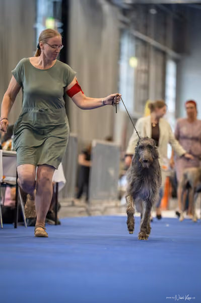 INTERCANIS Brno – FCI 10