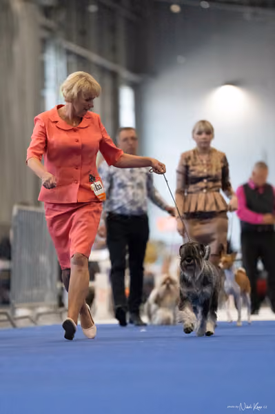 INTERCANIS Brno – BOD