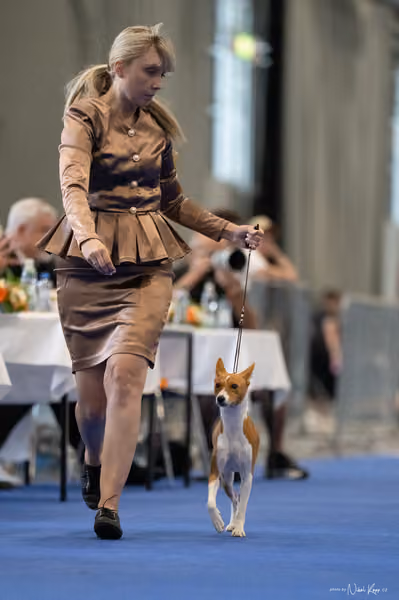 INTERCANIS Brno – BOD