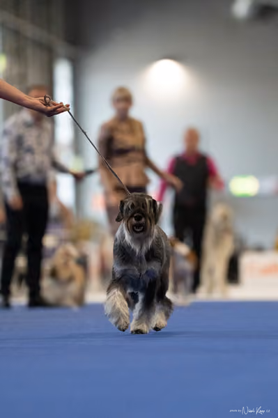 INTERCANIS Brno – BOD