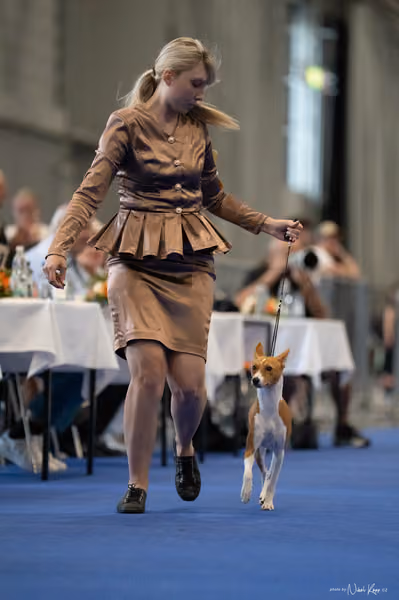 INTERCANIS Brno – BOD