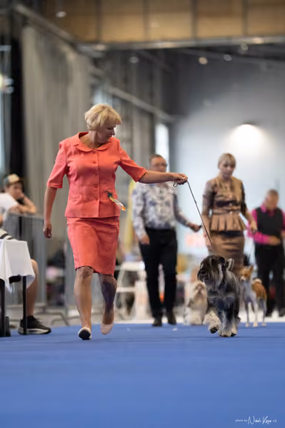 INTERCANIS Brno – BOD