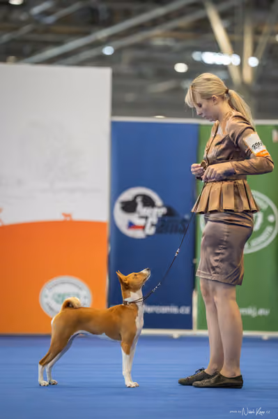 INTERCANIS Brno – BOD