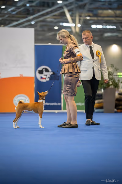 INTERCANIS Brno – BOD