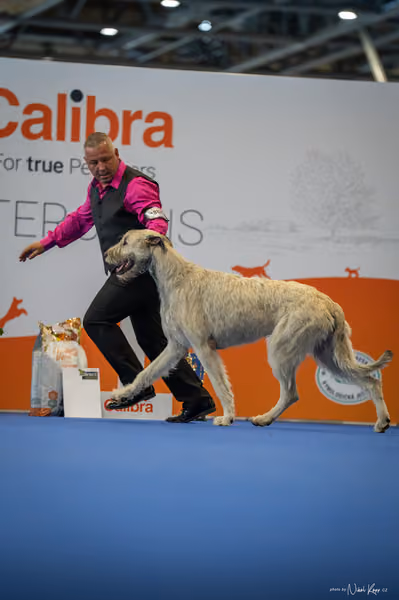 INTERCANIS Brno – BOD