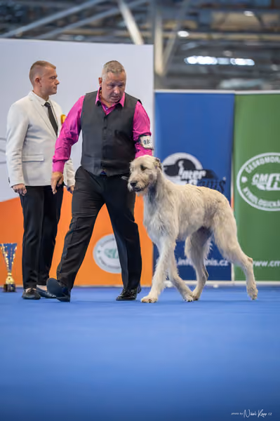 INTERCANIS Brno – BOD