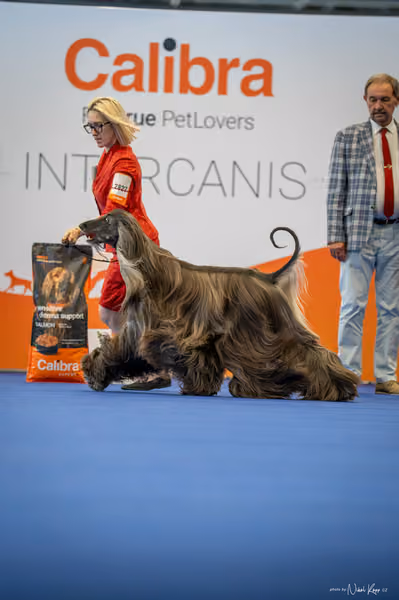 INTERCANIS Brno – BOD