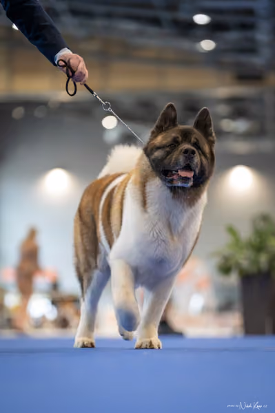 INTERCANIS Brno – BOD
