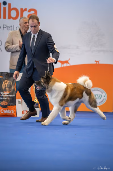 INTERCANIS Brno – BOD
